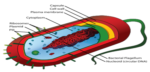 457_The major prokaryotic groups.png